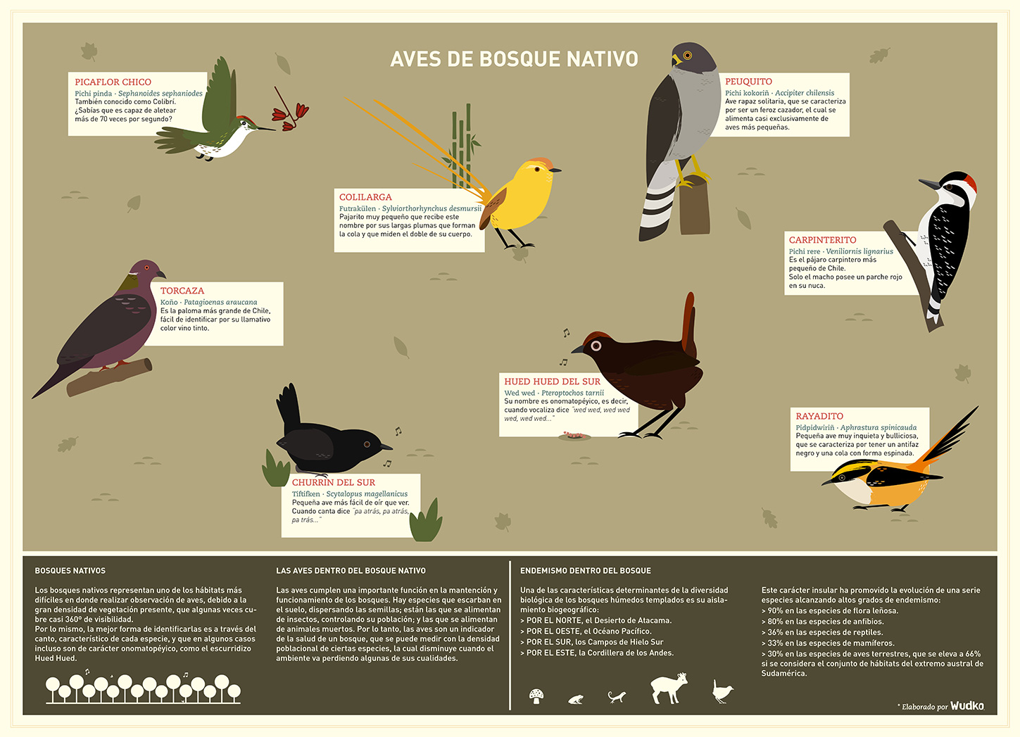 Aves-de-Bosque-Nativo