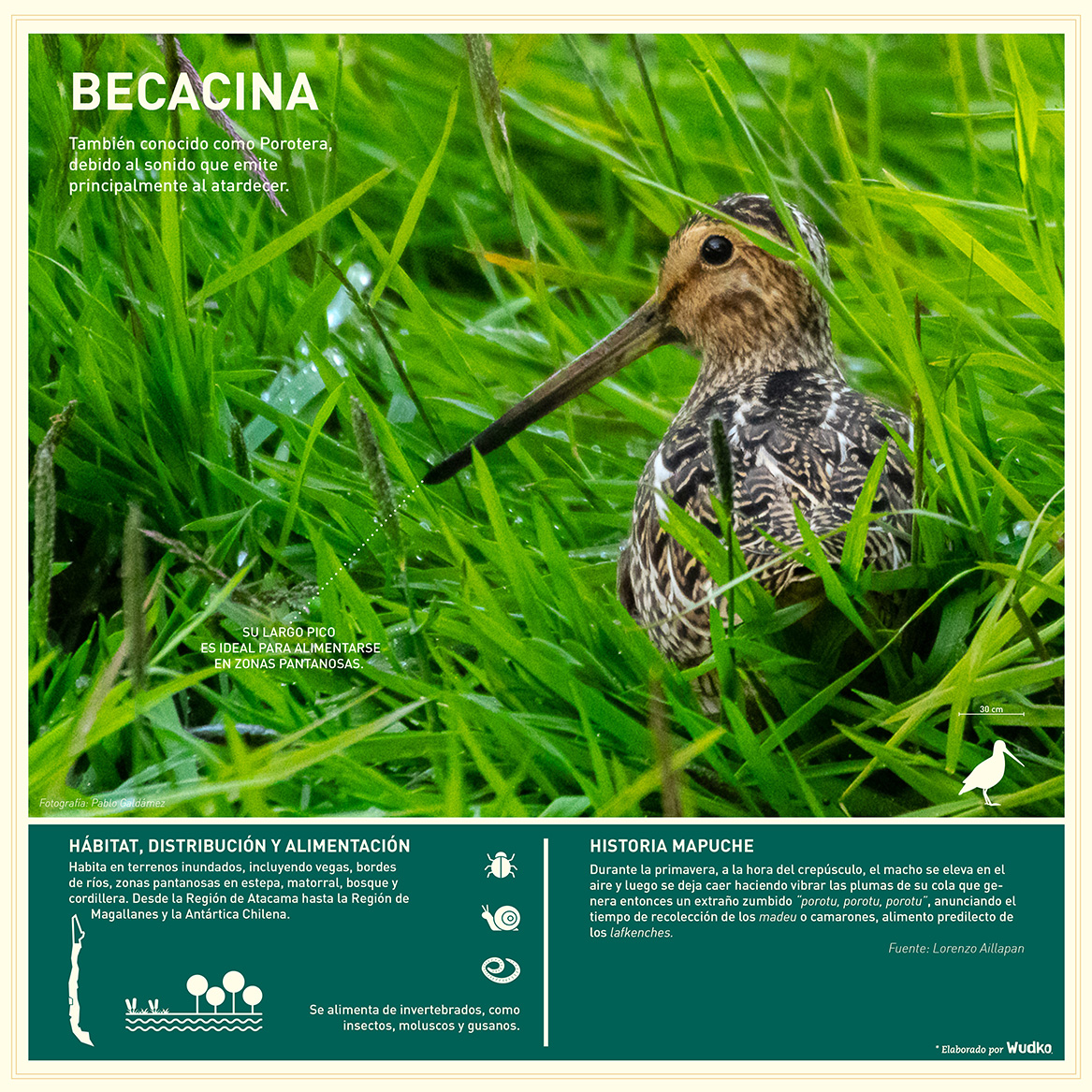 Ficha-Becacina