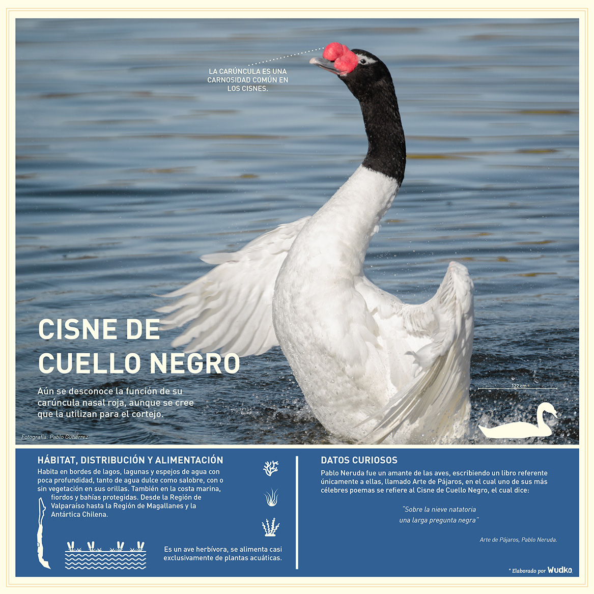 Ficha-Cisne-Cuello-Negro-