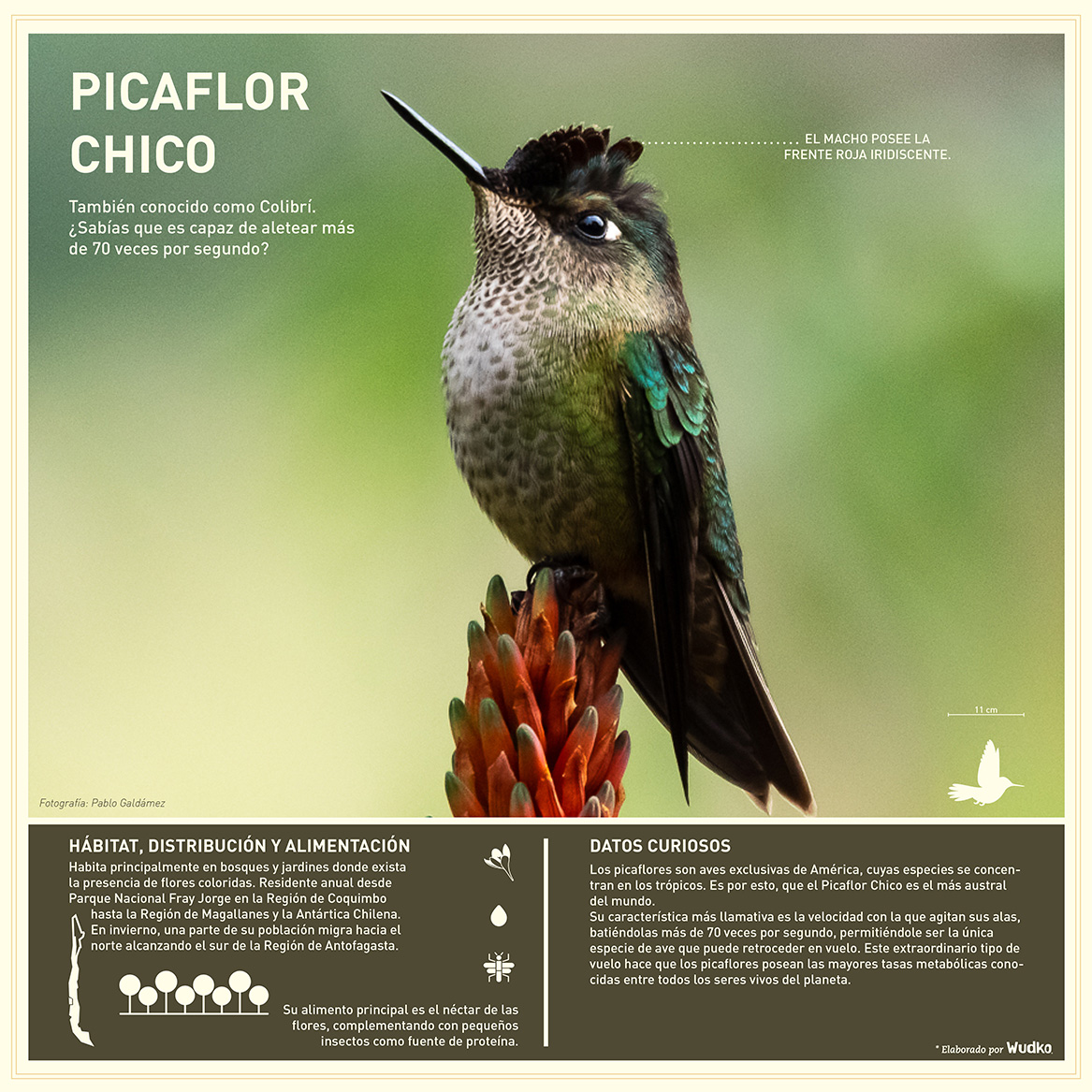 Ficha-Picaflor-Chico